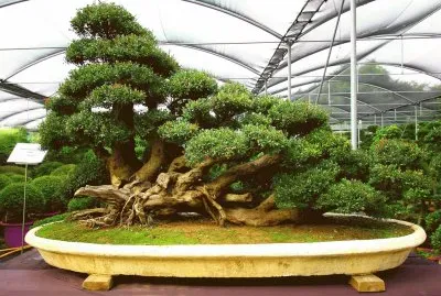 Bonsai 4.