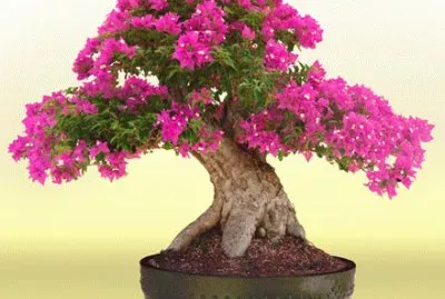 Bonsai 6.