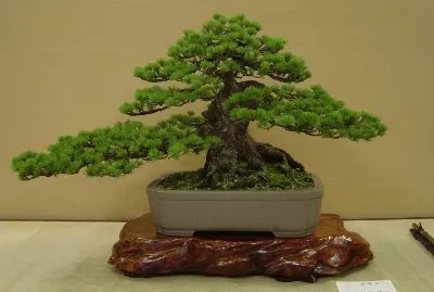 Bonsai 12.