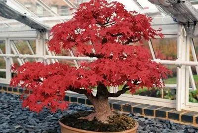 Bonsai 13.