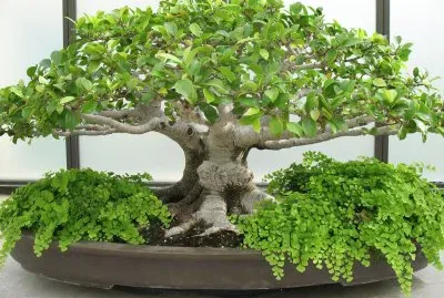 Bonsai 14.