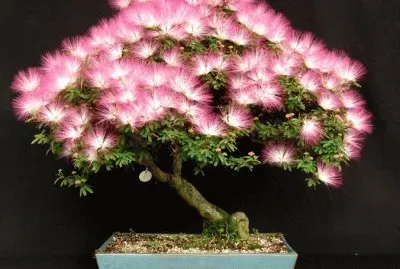Bonsai 16.