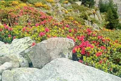 Natura