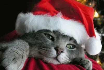 gatito noel jigsaw puzzle