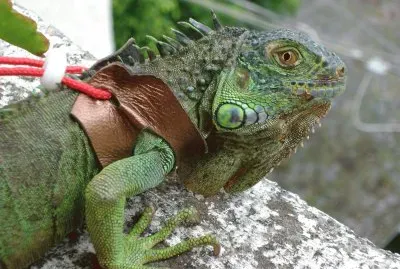 roseta jigsaw puzzle