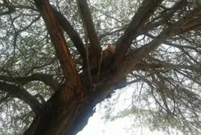 gato encaramao jigsaw puzzle