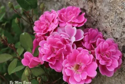 Natureza jigsaw puzzle