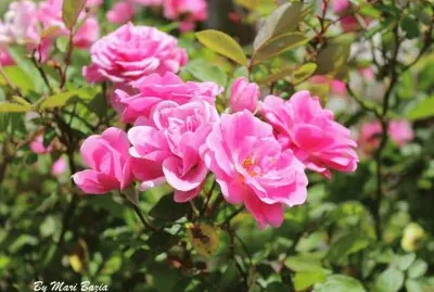 Natureza jigsaw puzzle