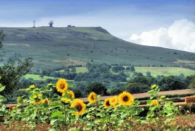 shropshire sunflowers jigsaw puzzle