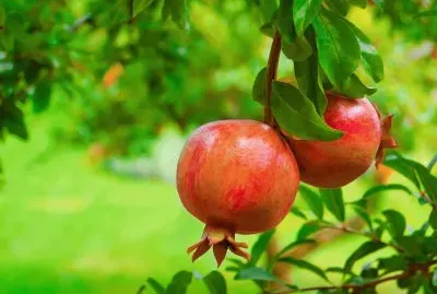 ×¤×™×¨×•×ª