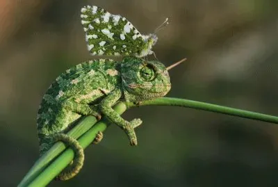 Camaleon