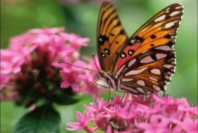 Mariposa y flores rosadas