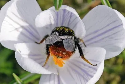 flower and bee