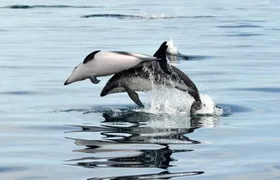 2 dolphins jigsaw puzzle