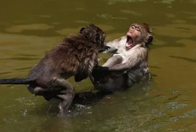 bathing monkeys jigsaw puzzle