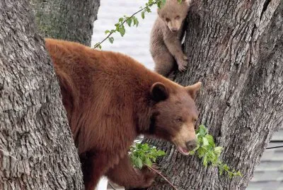 bears in tree jigsaw puzzle