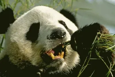 giant panda jigsaw puzzle