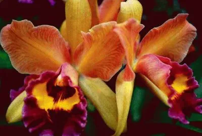 flores jigsaw puzzle