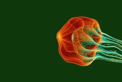 swimming medusa