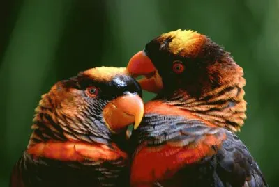 papagaio