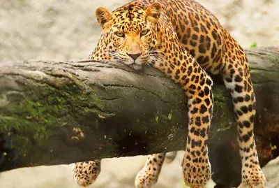 פאזל של onÃ§a pintada