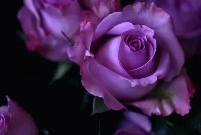 flores jigsaw puzzle