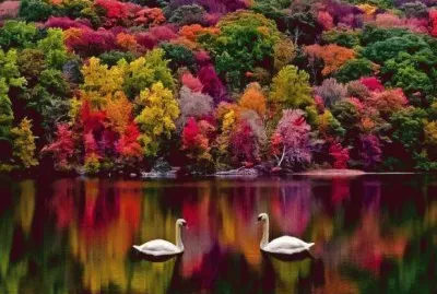 cisnes jigsaw puzzle