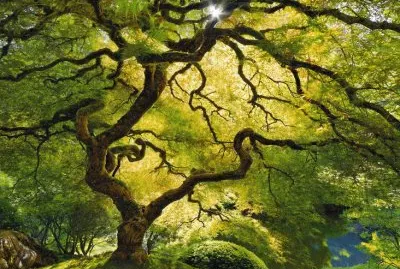 arboles jigsaw puzzle