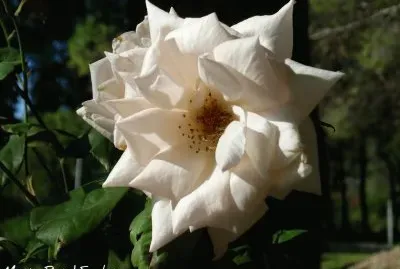 sol del desierto