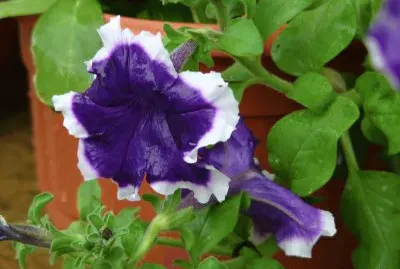 sol del desierto jigsaw puzzle