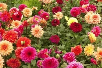 dahlias