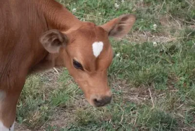 youngin ' jigsaw puzzle