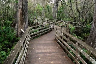 Corkscrew Swamp