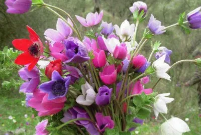 flores