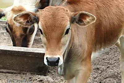 Animais jigsaw puzzle