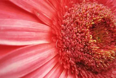 Flor