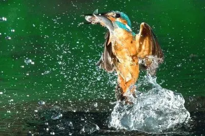 banho passaro jigsaw puzzle