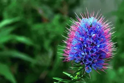 flor azul jigsaw puzzle