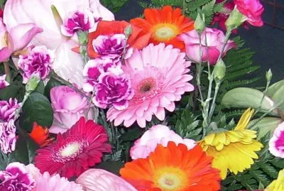 Flors