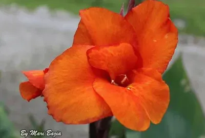 Natureza