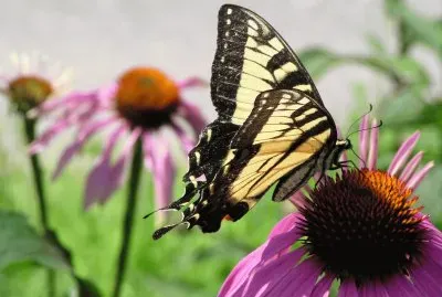 Papallona jigsaw puzzle