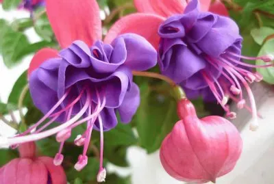 brinco de princesa jigsaw puzzle