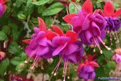 brinco de princesa 1 jigsaw puzzle