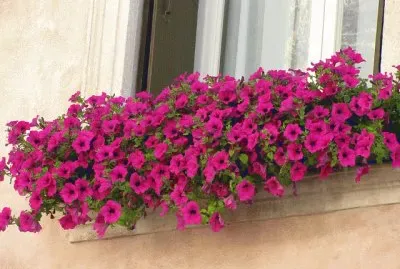 floreira na janela