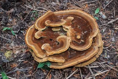 Phaeolus schweinitzii