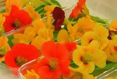 Flors