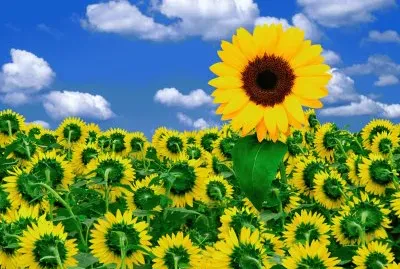 maeavillas jigsaw puzzle