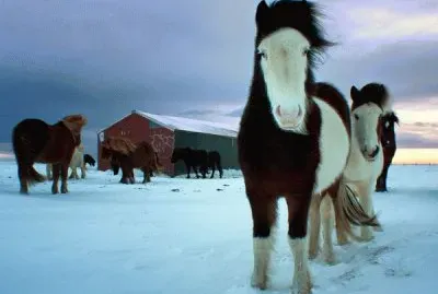 icelandic horses jigsaw puzzle