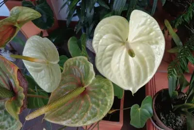 ANTURIOS BLANCOS