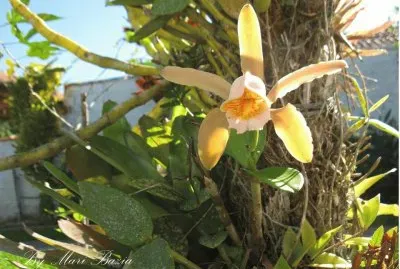NATUREZA